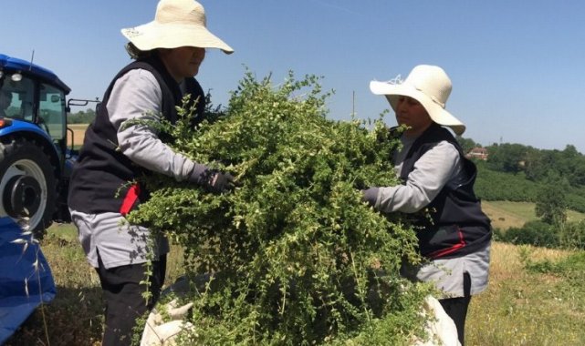 Kocaeli'de yerli ve milli makineyle kekik hasadı