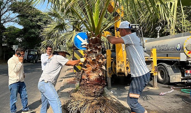 Salihli Belediyesi Site Caddesi'ni Palmiye Ağaçlarıyla Yeşillendiriyor