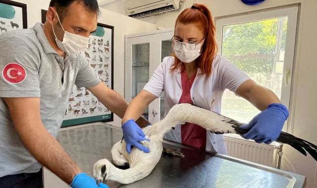 Yaralı leylek şifayı Osmangazi'de buldu