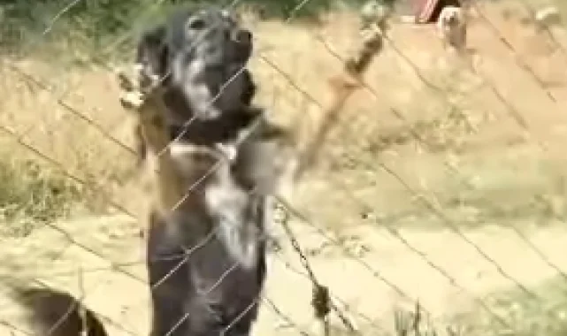 Edirne Keşan'da kısırlaştırma ve sahiplendirme çalışmalarına devam