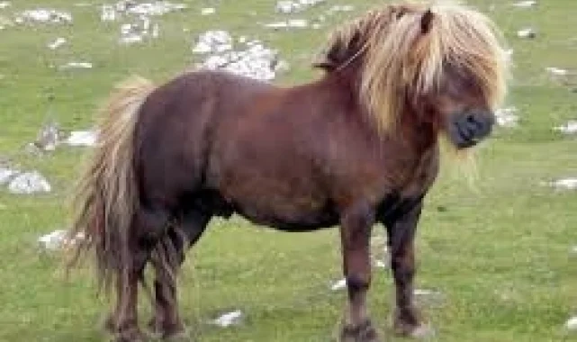 Nevşehir Kayaşehir'de çocuklar 'Pony' atlarına binecek