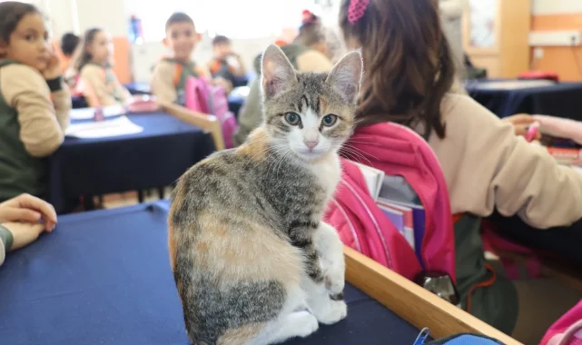 Amasya'da kedi 'Karamel' sınıfın parçası haline geldi