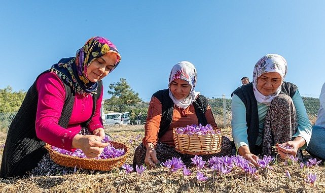 Başkan Özyiğit, “Türkiye'nin en çok safran üreten ilçelerinden biri olabiliriz