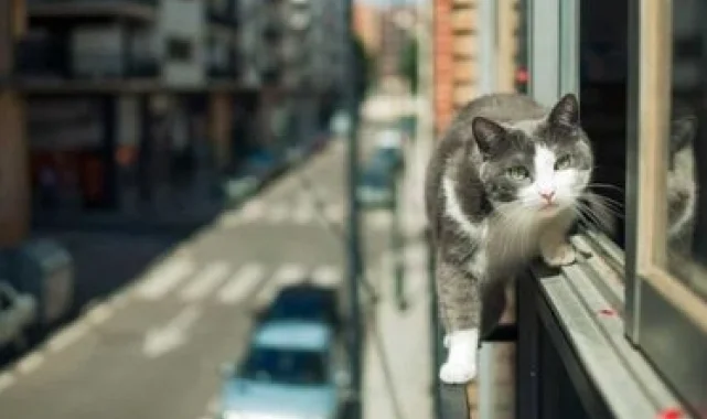 Bursa İtfaiyesi'nden kedi ihbarları farkındalığı