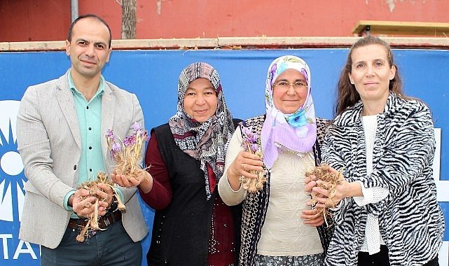 Elmalı'da safran soğanı dağıtımı yapıldı