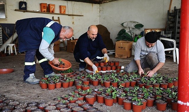 Karşıyaka Belediyesi'nin serasında binlerce çiçek yetişiyor