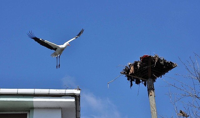 Büyükşehir'den leylek yuvasına güvenli dokunuş