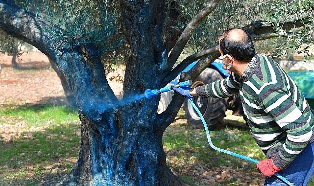 Zeytin üreticisine “ilaç