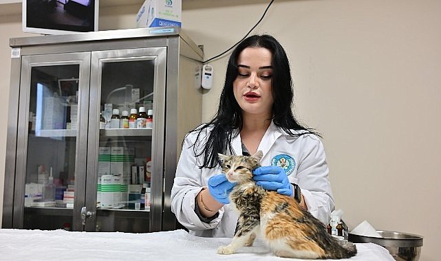 Minik Patiler Kliniği'nde Kısırlaştırılan Kedi Sayısı 3 Bini Geçti