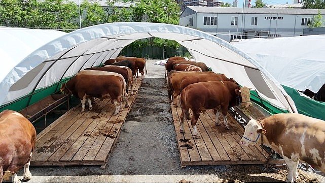 Bağcılar'da kurban pazarının gözdesi “Şampiyon