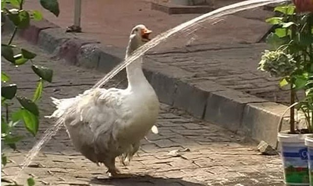 Kadıköy'ün Maskotu Rodi Yeniden Çarşı'da