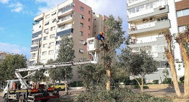 Buca'da budama seferberliği