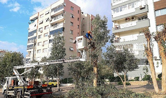 Buca'da budama seferberliği