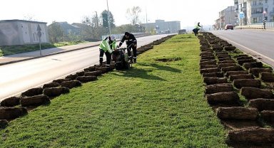 Ağaçlar yeni yerlerinde hayat bulacak