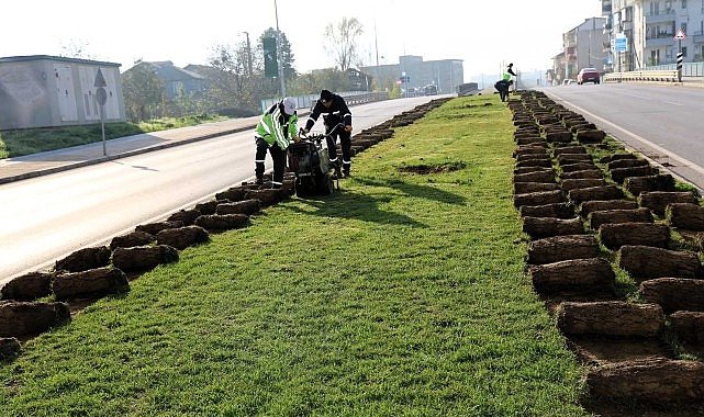 Ağaçlar yeni yerlerinde hayat bulacak