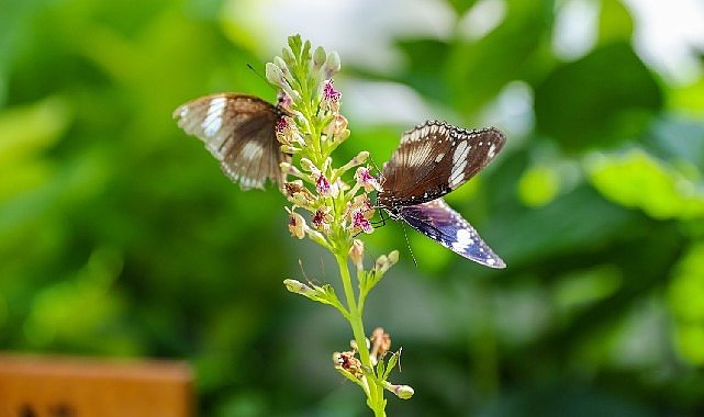Konya'nın Turizm Yıldızı: Konya Tropikal Kelebek Bahçesi 2025'te 603 bin, toplamda 4 milyon 136 bin 888 ziyaretçiyi ağırladı