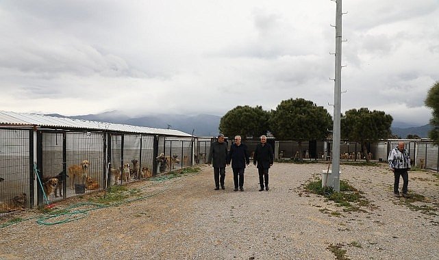 Başkan Ertaş'tan sokak hayvanlarına ilişkin açıklama