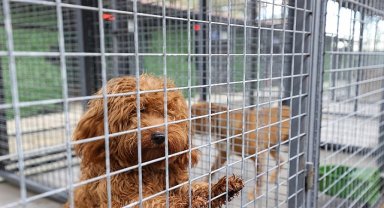 Buca'nın can dostlarına “beş yıldızlı