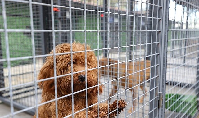 Buca'nın can dostlarına “beş yıldızlı