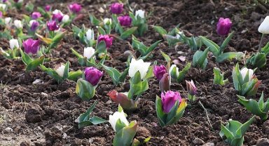 Osmangazi'de 2026 Yılında 470 Bin Çiçek Toprakla Buluşacak