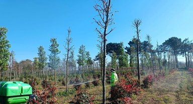 Fidanlara koruyucu müdahale 