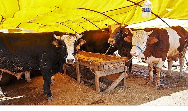 Keçiören'de Kurban Satış Alanı Başvuruları Başlıyor
