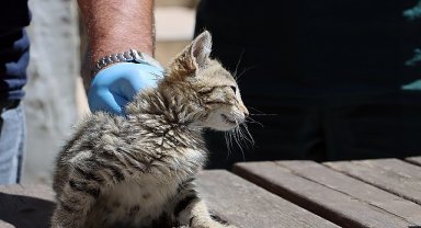 Maltepe'de “can dostlar