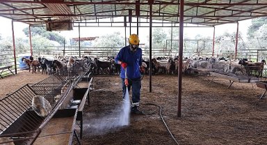 Büyükşehir'den ahırlarda karasineğe karşı etkin mücadele