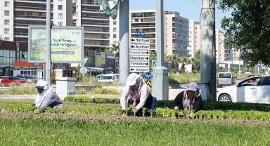 Bu Yaz Osmangazi'de Çiçek Kokuları Eksik Olmayacak 