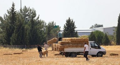 Buca Belediyesi'nden hayvancılığa can suyu