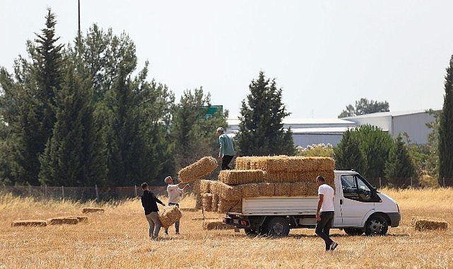 Buca Belediyesi'nden hayvancılığa can suyu