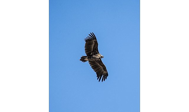 Kara Akbaba Kuzuyayla'da görüntülendi
