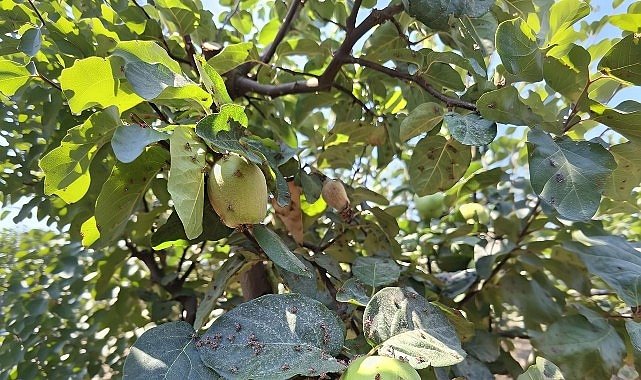 Menderes'te Akdeniz Meyve Sineğine Karşı Biyoteknik Mücadele