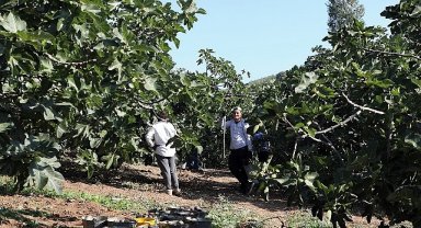Mudanya'da İncir Hasadı Sürüyor