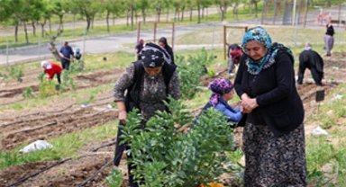 Toprakta hayat, sofrada bereket: Mahalle Bostanları'nda yaz hasadı