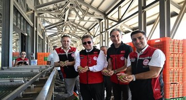 Türkiye'de Sezonun İlk Zeytin Hasadı Dikili Bademli'de Gerçekleştirildi