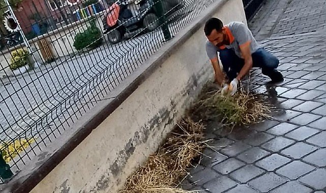 Burhaniye'de Mazgal Temizliği Çalışmaları Titizlikle Sürüyor