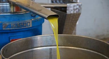 Burhaniye Belediyesi'nde Zeytin Hasadı Başladı