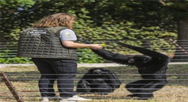 Dört primatın İzmir'deki yeni hayatına eski bakıcıları da eşlik etti