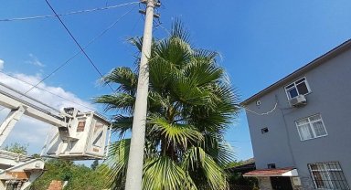 Kemer'de budama çalışmaları